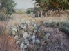 Hill Country Cacti